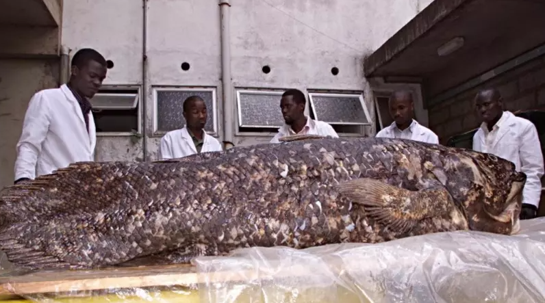 Peixe que foi rotulado como “fóssil vivo” surpreende cientistas novamente