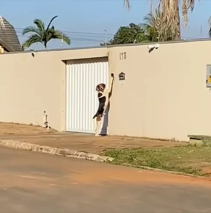 Cão toca campainha para entrar em casa e surpreende donos
