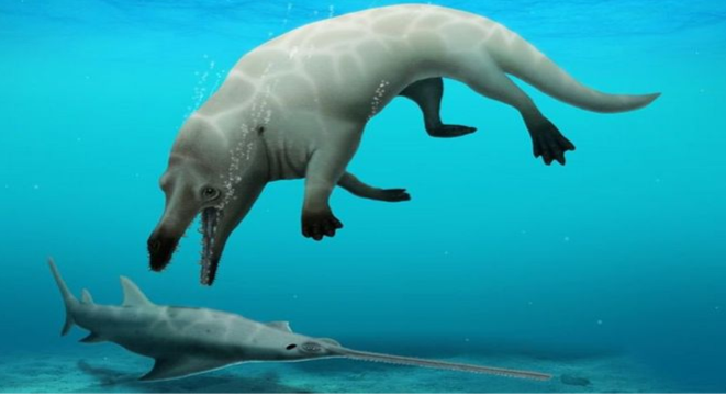 Espécie ancestral de baleia de quatro pernas é descoberta no Egito